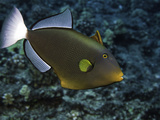 Pinktail Durgon or Pinktail Triggerfish (Melichthys Vidua) Can Reach About One Foot in Length