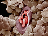 Capillary Cross-Section with Red Blood Cells or Erythrocytes Inside Capillaries