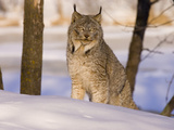 Eurasian Lynx (Lynx Lynx) Sitting in the Snow