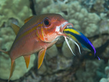 Hawaiian Cleaner Wrasse (Labroides Phthirophagus) Cleaning a Yellowfin Goatfish