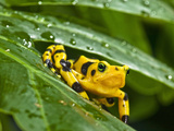 Golden Frog (Atelopus Zeteki) Perched on a Leaf  Captivity