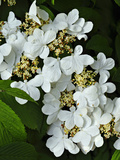Vibernum Flowers or Corymbs (Viburnum Plicatum) Consist of Small Fertile Flowers