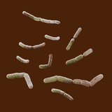 (Pseudomonas Aeruginosa) Bacteria  Showing a Number of Individuals That are Dividing  SEM
