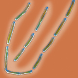 Clostridium Difficile Bacteria