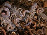 Rusty Thick Tail Scorpions (Babycurus Jacksoni)  Captive