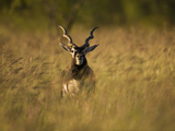Blackbuck (Antilope Cervicapra) Grazing in a Field  Texas  USA