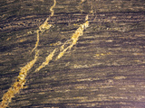 Pegmatite Veins in Calc-Silicate Gneiss