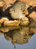 Gambel's Quail at a Desert Waterhole (Callipepla Gambelii)  Southwestern USA