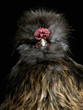 Silkie Chicken (Gallus Domesticus)  Captive