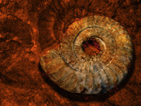 Fossil Ammonite