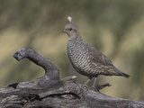 Scaled Quail  Callippepla Squamata  Southwestern USA
