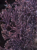 Coralline Red Algae (Calliarthron Tuberculosum)