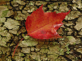 Red Maple Leaf on Birch Bark  White Mountain National Forest  New Hampshire