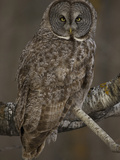 Great Gray Owl  Strix Nebulosa  North America