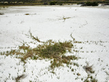 Plants Growing in Alkali Soil in a Depression at Summer Lake Wildlife Area  Oregon  USA