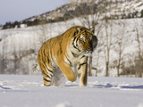 A Siberian Tiger (Panthera Tigris Altaica) an Endangered Species