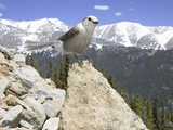 Gray Jay (Perisoreus Canadensis)