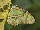 Pearly Malachite Butterfly (Siproeta Stelenes)  Nymphalidae  Colombia