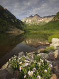 A Spring Bouquet of Aspen Daisies Decorates the Maroon Lake Shoreline