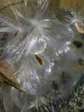 Milkweed Seeds (Asclepias)