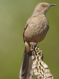Curve-Billed Thrasher (Toxostoma Curvirostre)  Arizona  USA