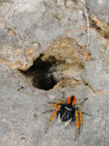 A Male Jumping Spider (Philaeus Chrysops) Defending its Partner Which Escaped into a Hole  Italy