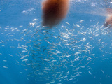 Pacific Sardines (Sardinops Sagax Caerulea) Feeding on Krill at the Surface  Los Coronados Islands