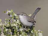 Bewick's Wren (Thryomanes Bewickii) Perched