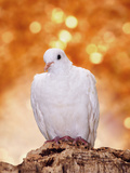 White Dove Perched on Tree Bark Against a Bright Warm Background of Light