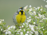 Eastern Meadowlark (Sturnella Magna) Singing