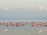 Lesser Flamingos  Phoenicopterus Minor  in Lake Nakuru  Kenya  Africa