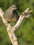 Gambel's Quail (Callipepla Gambelii)  Southwestern USA