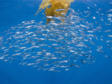 Jack Mackerel (Trachurus Symmetricus) in the Open Sea with a Drifting Giant Kelp  Paddy  San Diego