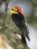 Yellow-Fronted Woodpecker  Melanerpes Flavifrons  South America