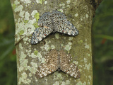 Variable Cracker Butterflies on a Lichen Covered Tree Trunk (Hamadryas Feronia)  Nymphalidae