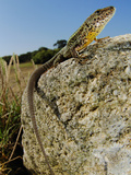 Male Lizard (Podarci Bocagei) on a Stone  Portugal