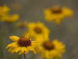 Blanketflower (Gaillardia Aristata)  Sangre De Cristo Mountains  Colorado  USA