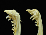 Kype and Enlarged Canine Teeth of the Lower Mandible of a Sexually Mature Male Chinook Salmon