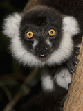 Black-And-White Ruffed Lemur (Varecia Variegata) in a Tree  Masai Mara  Kenya