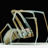 Lateral View of the Orchard Spider  Leucauge Venusta   SEM