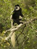 Black and White Colobus Monkey (Colobus Guereza) Sitting in a Tree  Masai Mara  Kenya
