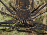 Tailless Whip Scorpion  Chelicerate Arachnid (Amblypygi  Phrynidae)