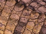 Nile Crocodile (Crocodylus Niloticus) Closeup of Living Reptile's Skin