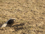 Honey Badger or Ratel at Den Opening (Mellivora Capensis)  Serengeti  Tanzania