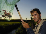 A Red Swamp Crayfish (Procambarus Clarcki) Captured in a Net