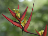 Heliconia Flowers (Heliconia Vaginalis)  Belize
