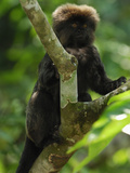 Goeldi's Marmoset (Callimico Goeldii)  Amacayacu National Park  Colombia