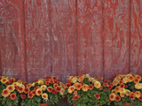 Mums and Red Barn Walll