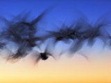 Abstract Motion Blur of Snow Geese in Flight