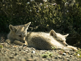South American Gray Foxes Resting (Pseudalopex Griseus)  Chile  South America